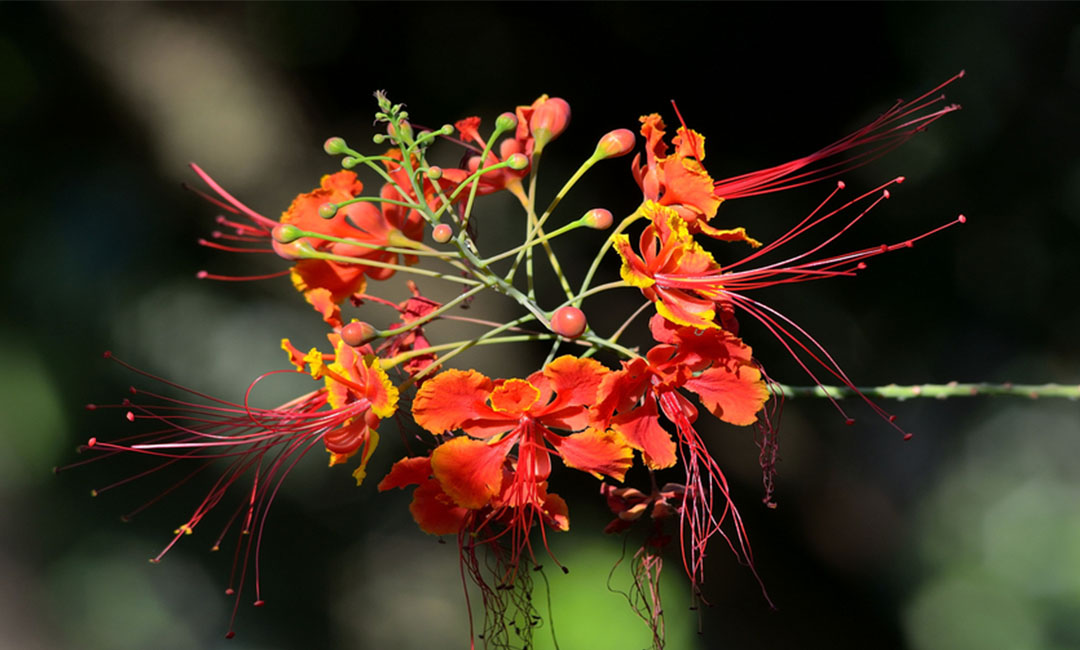 安定花帮主百科词条创建案例