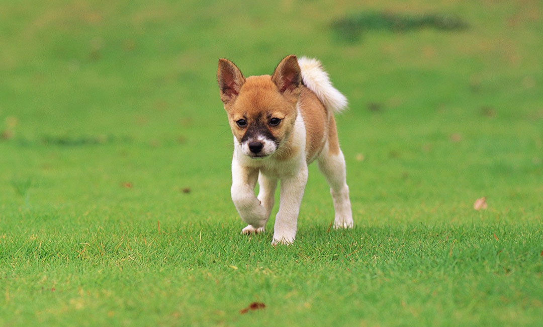 安定叮叮宠物商业计划书案例